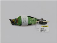 藏品(五色鳥)的圖片